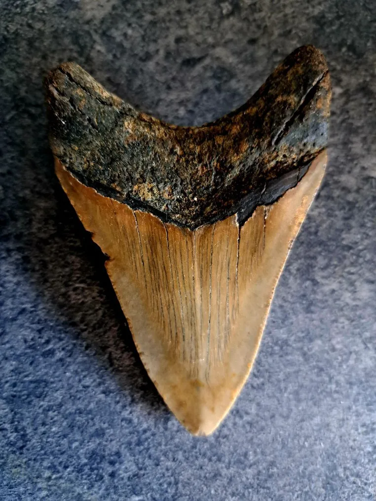 Megalodon - Fossiler Zahn - NICE ROOT - 9.8 cm - 6.5 cm #3.2