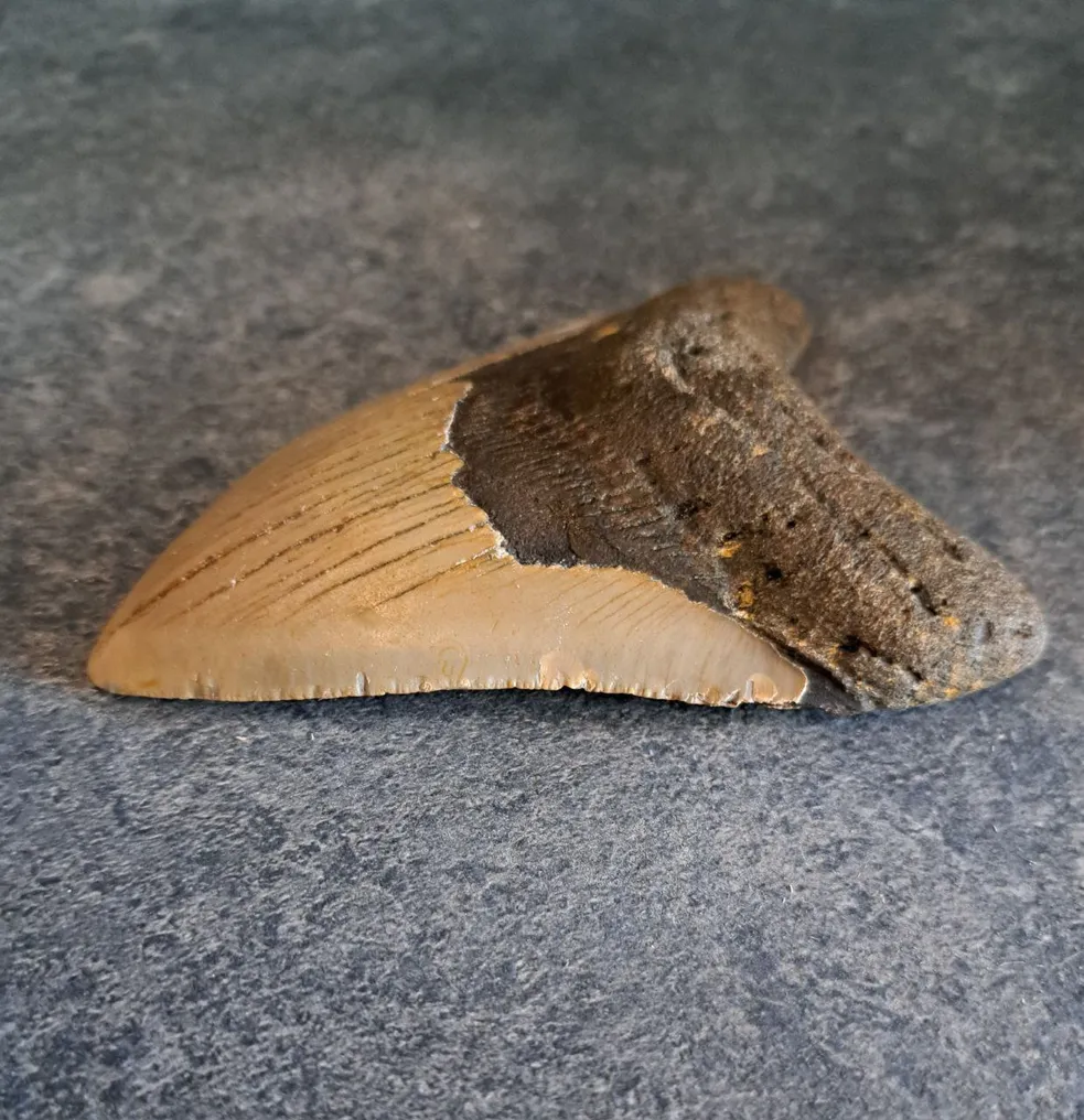 Megalodon - Fossil tooth - Otodus (Carcharocles) megalodon - 11 cm - 7.8 cm #2.1