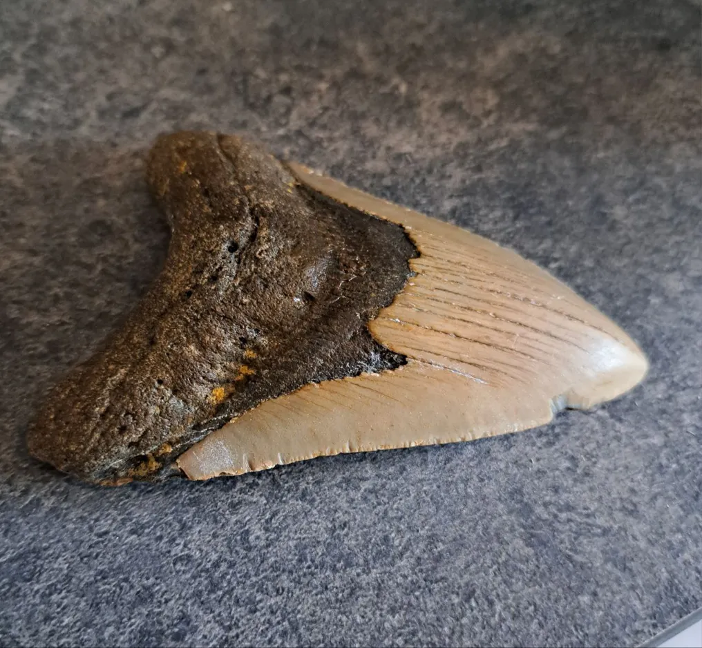 Megalodon - Fossil tooth - Otodus (Carcharocles) megalodon - 11 cm - 7.8 cm #3.2