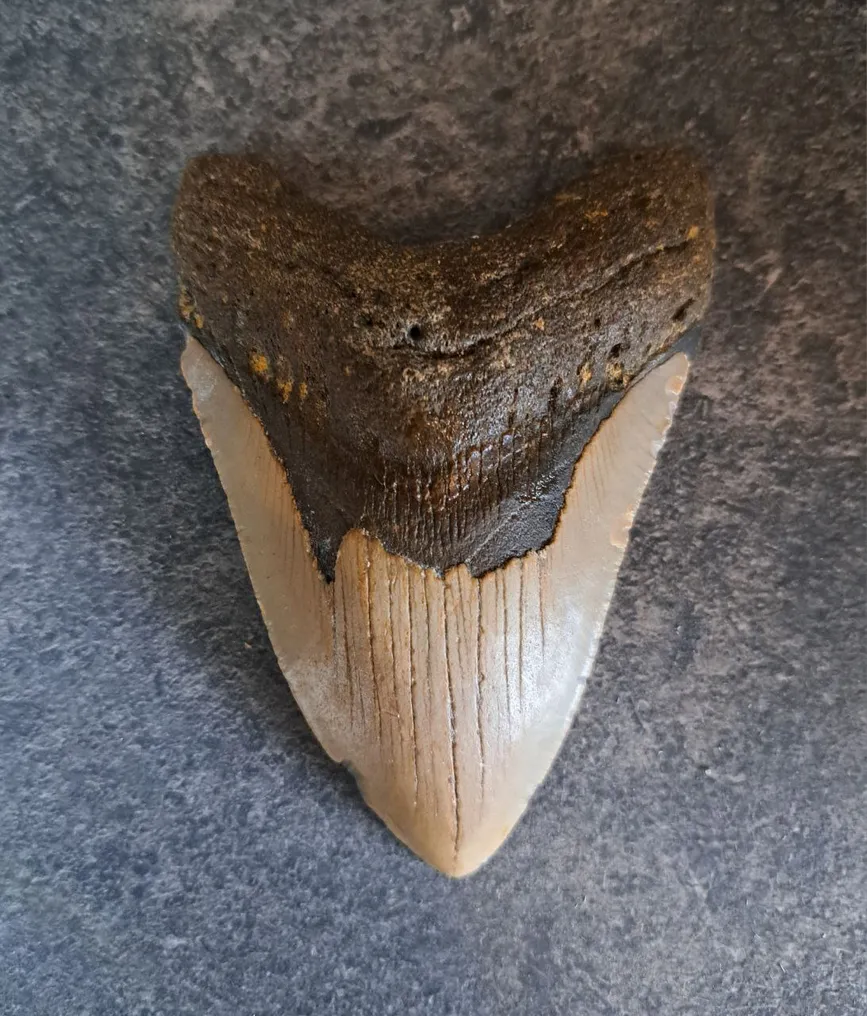 Megalodon - Fossil tooth - Otodus (Carcharocles) megalodon - 11 cm - 7.8 cm #1.0