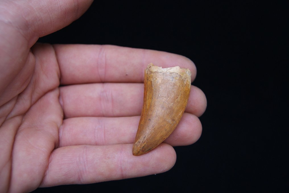 Dinosaur - Fossil tann - Carcharodontosaurus saharicus - 5.1 cm #2.1