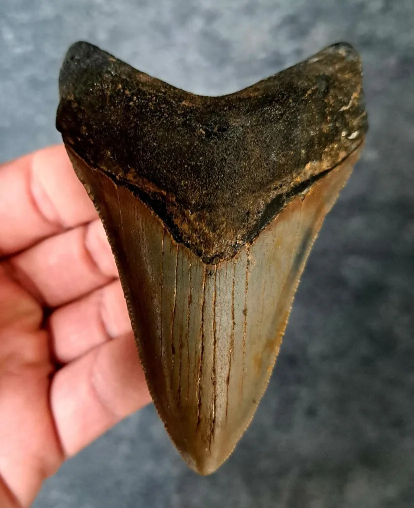 Megalodon - Fossil tooth - multicolor - 9.5 cm - 6.5 cm #2.1