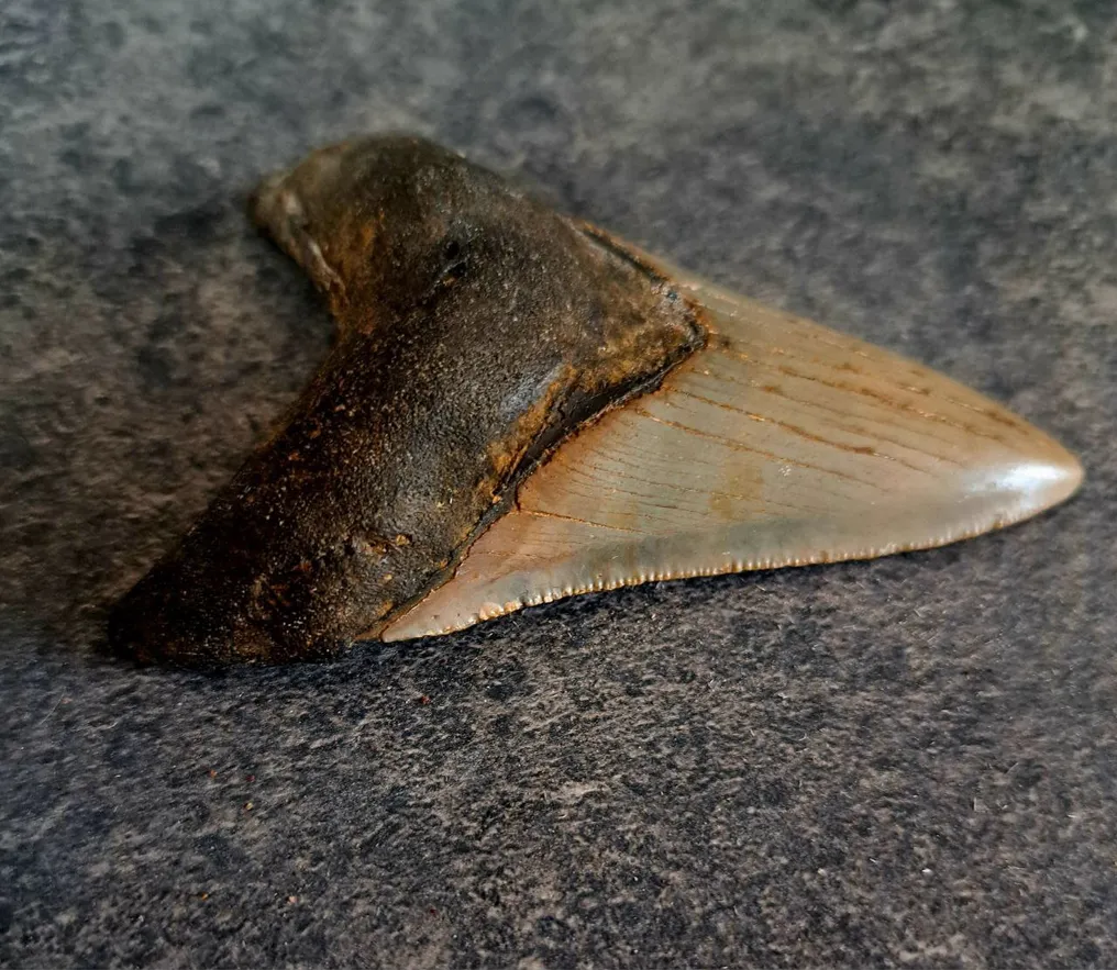 Megalodon - Fossil tooth - multicolor - 9.5 cm - 6.5 cm #4.3