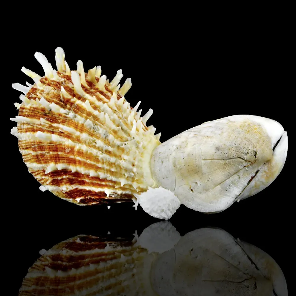 海扇螺 f. 光谱, 共生生长 海贝 - Symbiotic growth with another Spondylus inside a host bivalve. #4.3