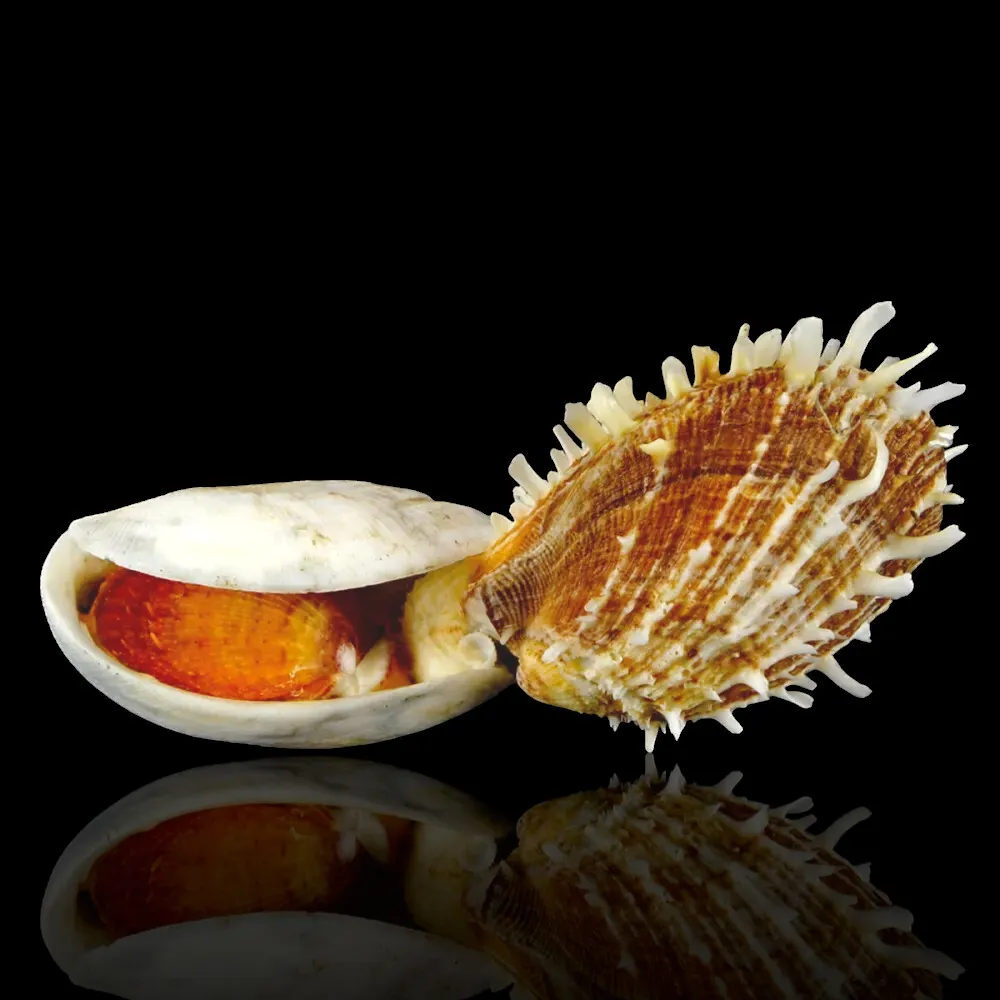 海扇螺 f. 光谱, 共生生长 海贝 - Symbiotic growth with another Spondylus inside a host bivalve. #1.0