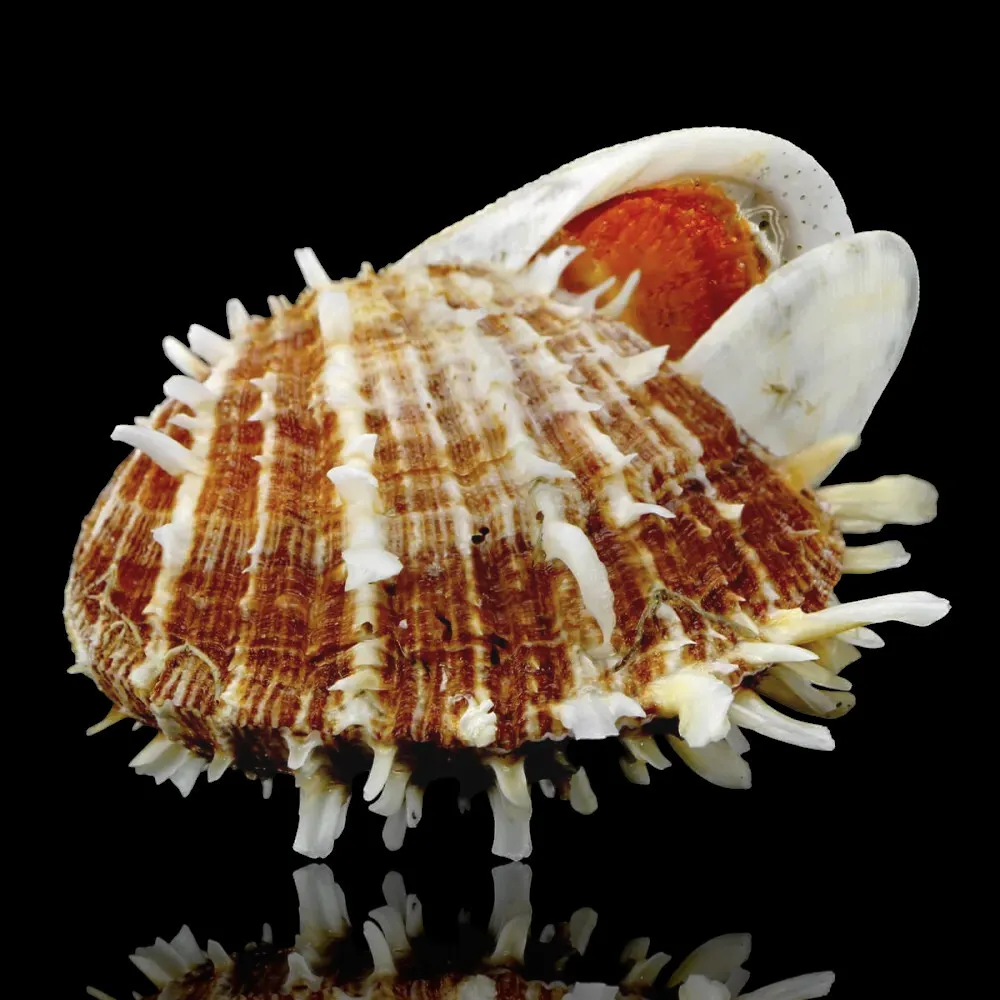 海扇螺 f. 光谱, 共生生长 海贝 - Symbiotic growth with another Spondylus inside a host bivalve. #2.1