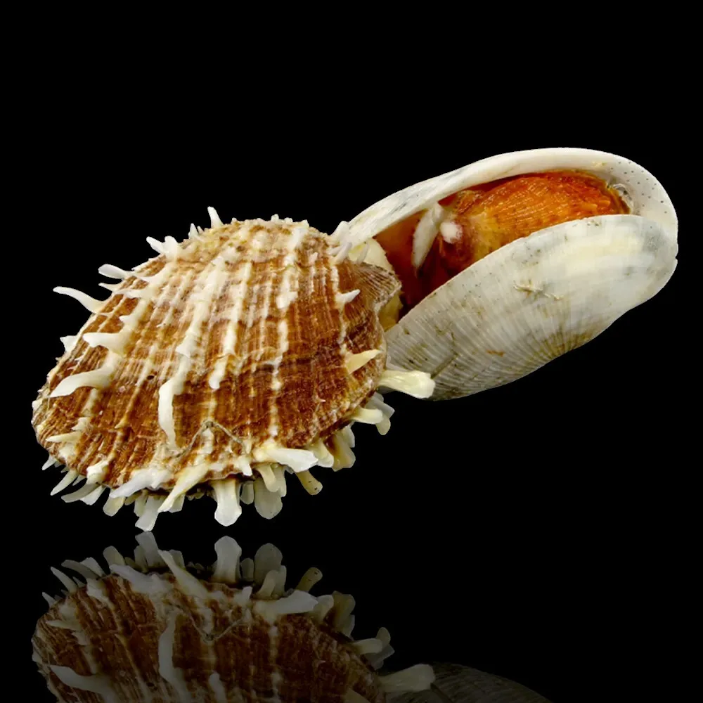海扇螺 f. 光谱, 共生生长 海贝 - Symbiotic growth with another Spondylus inside a host bivalve. #3.2