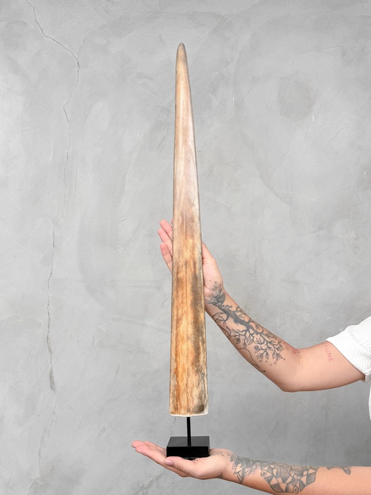 Sans prix de réserve - Un défunt de poisson-scie monté sur un support personnalisé. Rostre sur support - Xiphias Gladius - 78 cm - 7 cm - 7 cm- Espèces non-CITES - (1) #1.0