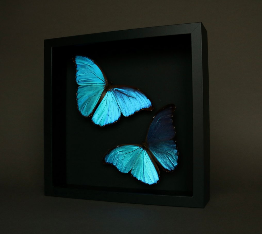 蝴蝶 標本全身支架 - Morpho didius - 25 cm - 25 cm - 5 cm - 非《瀕臨絕種野生動植物國際貿易公約》物種 - 1 #2.1