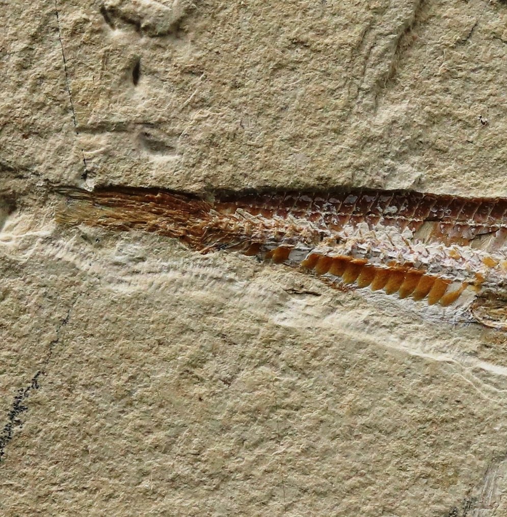 Ein feiner Fisch auf Stein – Guter Kontrast – Gut detailliert - Tierfossil - Prionolepis cataphractus - 19.5 cm - 11.5 cm #1.0