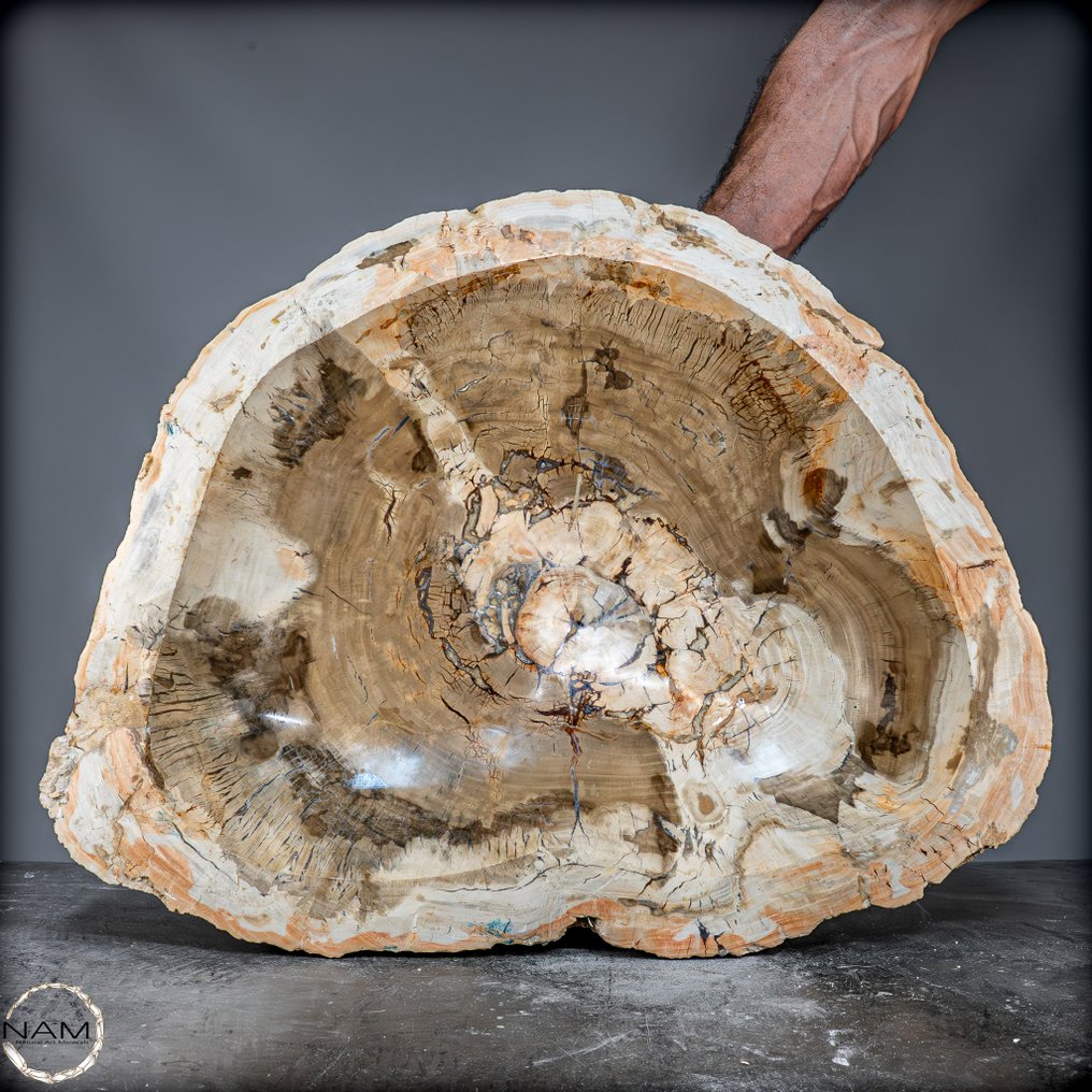 Natural large 67.8kg fossilized wood bowl from Indonesia. from Indonesia- 67801.78 g #1.0