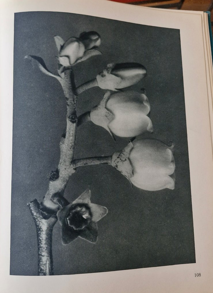 Karl Blossfeldt - Urformen der Kunst - 1929 #1.0