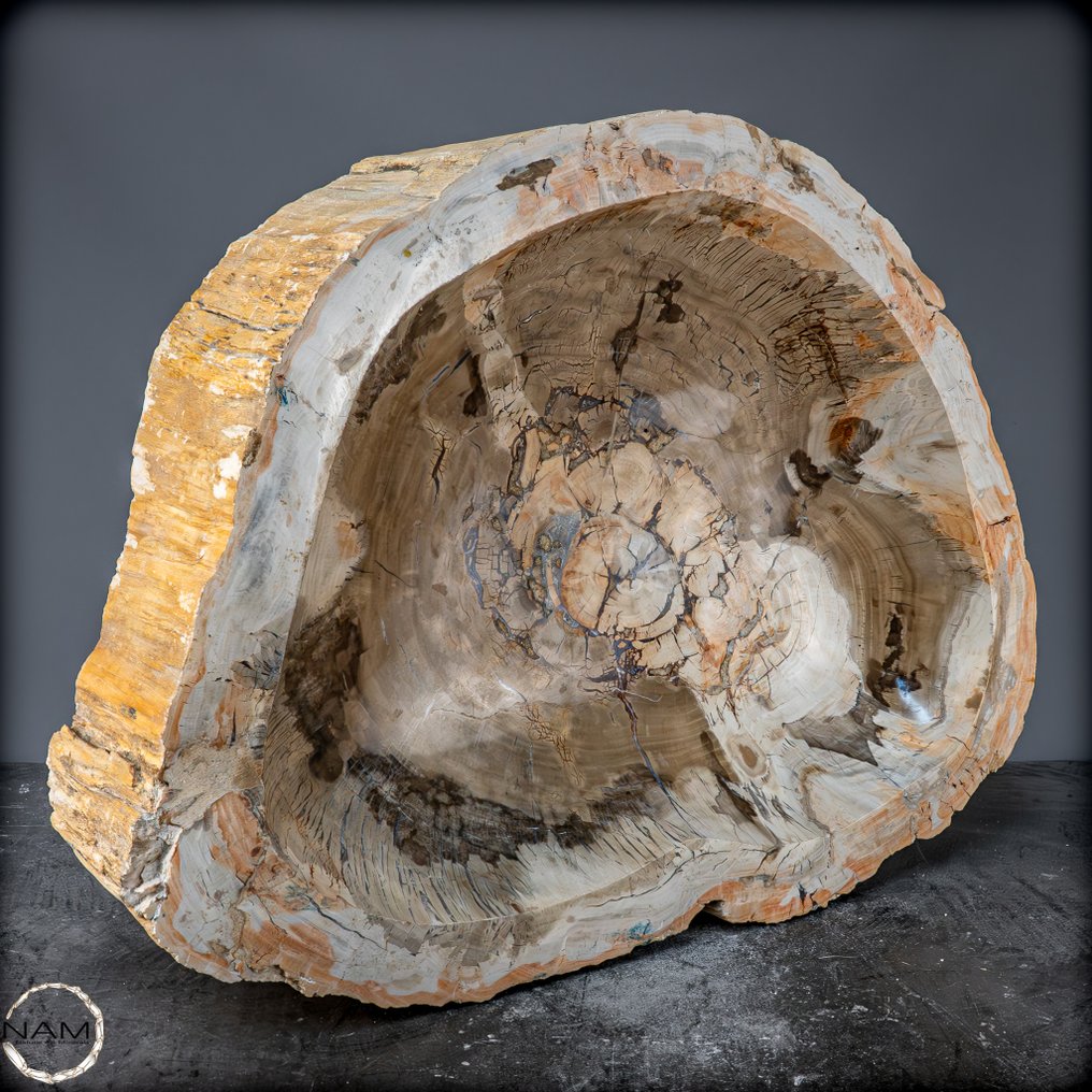 Natural large 67.8kg fossilized wood bowl from Indonesia. from Indonesia- 67801.78 g #2.1