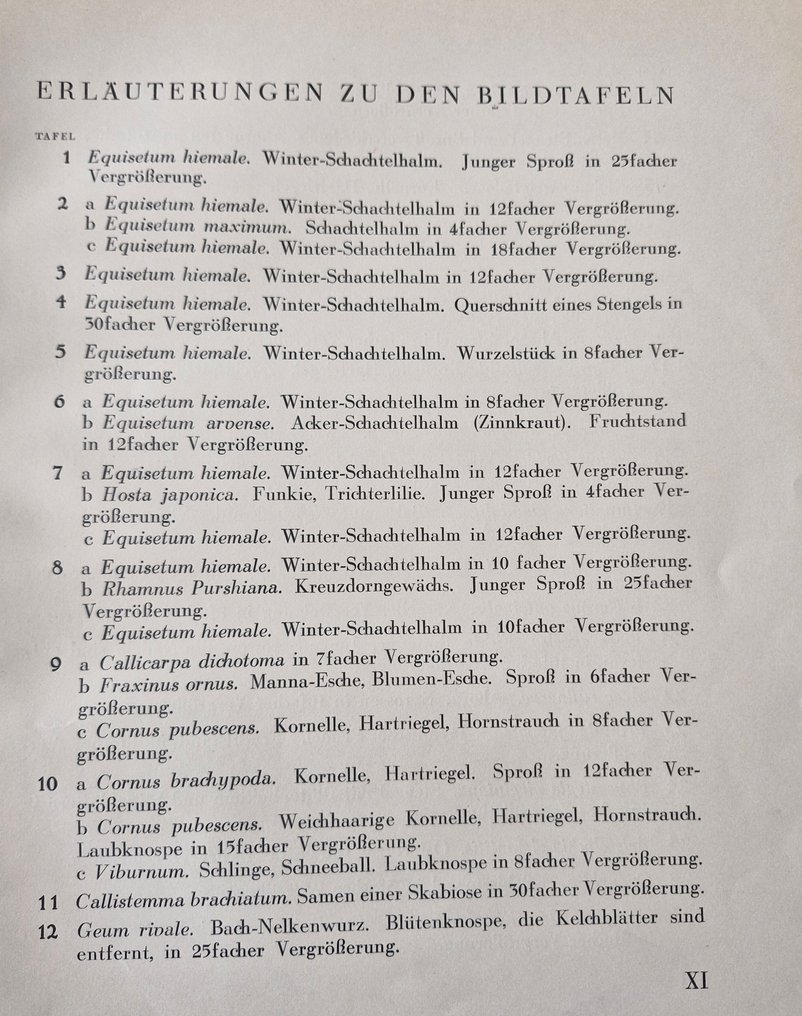 Karl Blossfeldt - Urformen der Kunst - 1929 #4.3