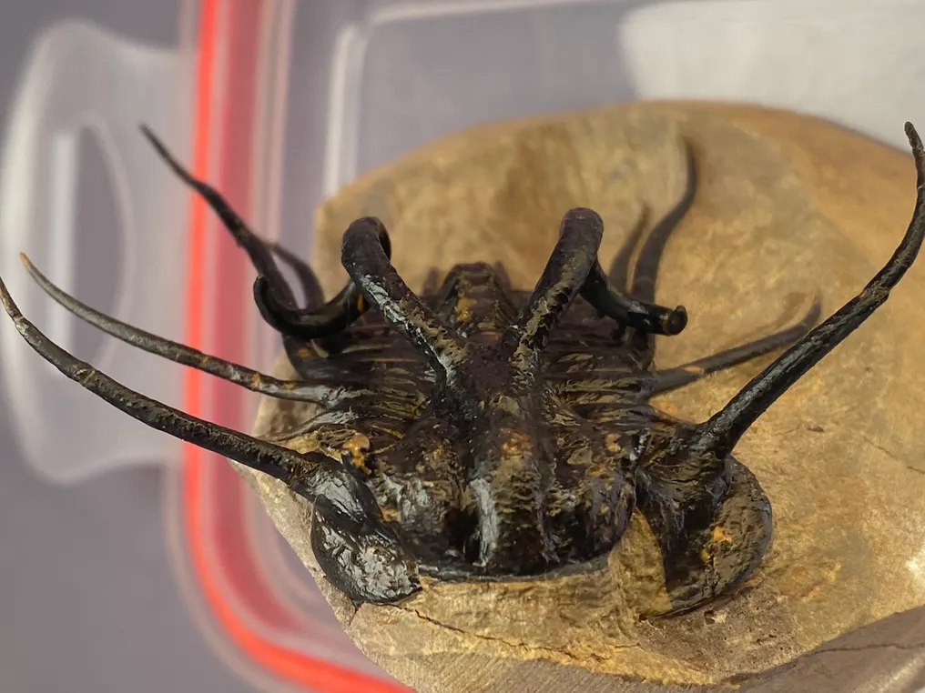 Trilobite - Fossilised animal - Dicranurus Monstrosus - 14 cm - 11 cm #3.3