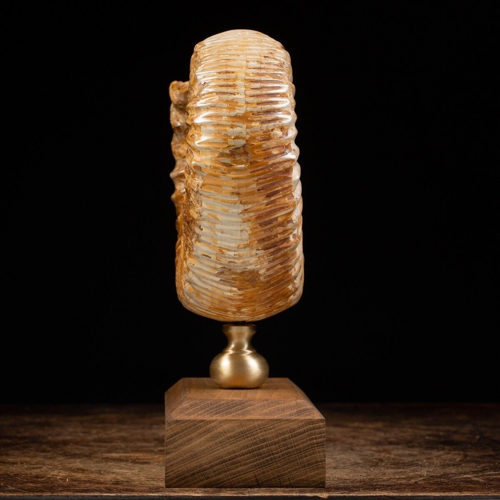 Stor Douvilleiceras ammonitt - Perfekt bevaringsgrad - Fossilt fragment - Elegant Wood and Brass Artistic Base - 260 mm - 190 mm #2.1