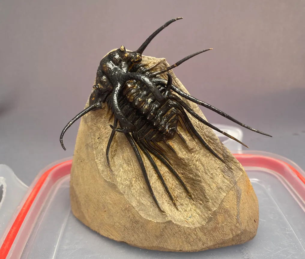 Trilobite - Fossilised animal - Dicranurus Monstrosus - 14 cm - 11 cm #1.1