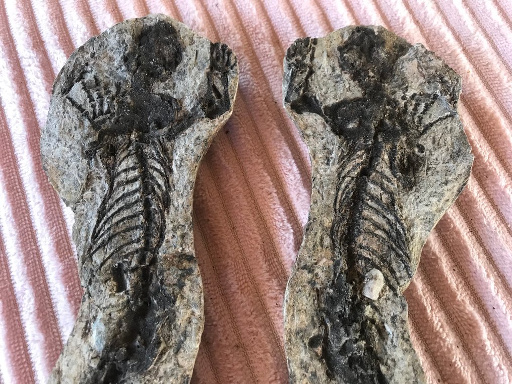 Marine reptile - Fossil skeleton - Barasaurus sp. - 21 cm - 9 cm #1.0