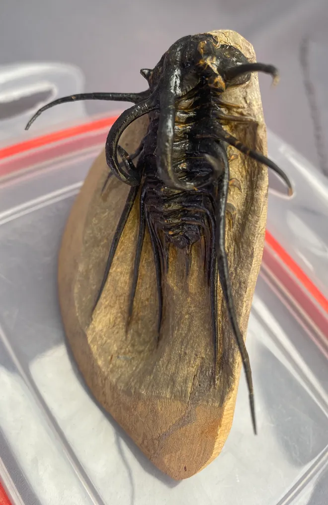 Trilobite - Fossilised animal - Dicranurus Monstrosus - 14 cm - 11 cm #3.1