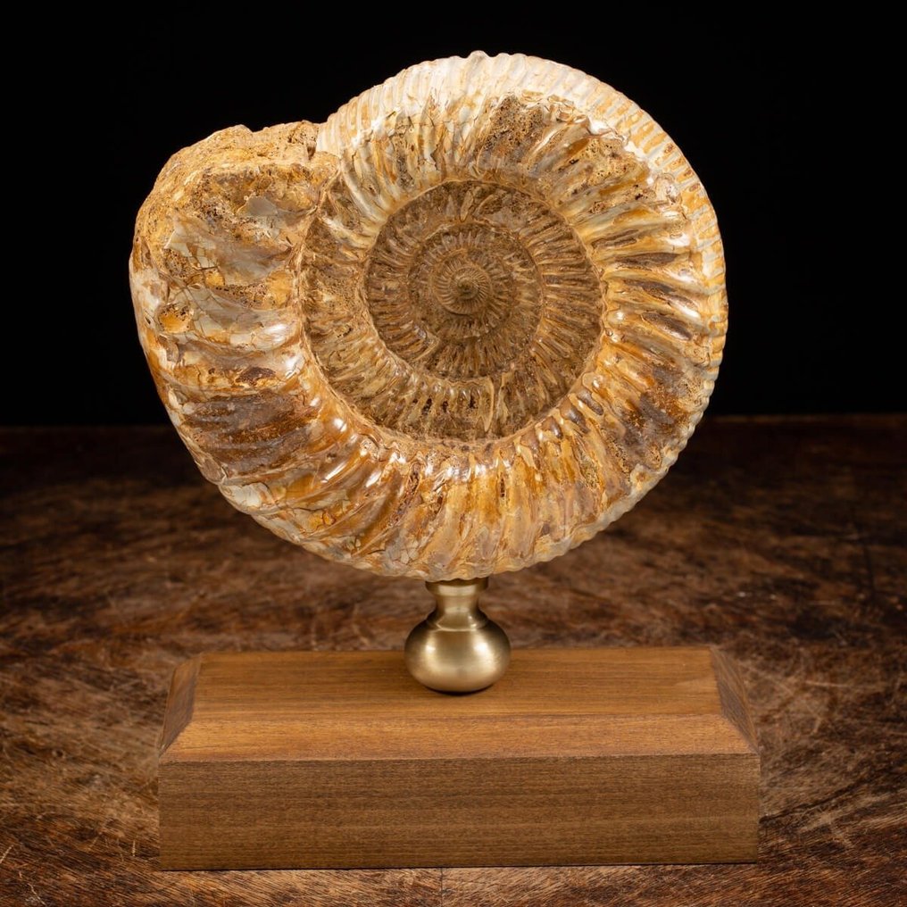 Stor Douvilleiceras ammonitt - Perfekt bevaringsgrad - Fossilt fragment - Elegant Wood and Brass Artistic Base - 260 mm - 190 mm #4.3