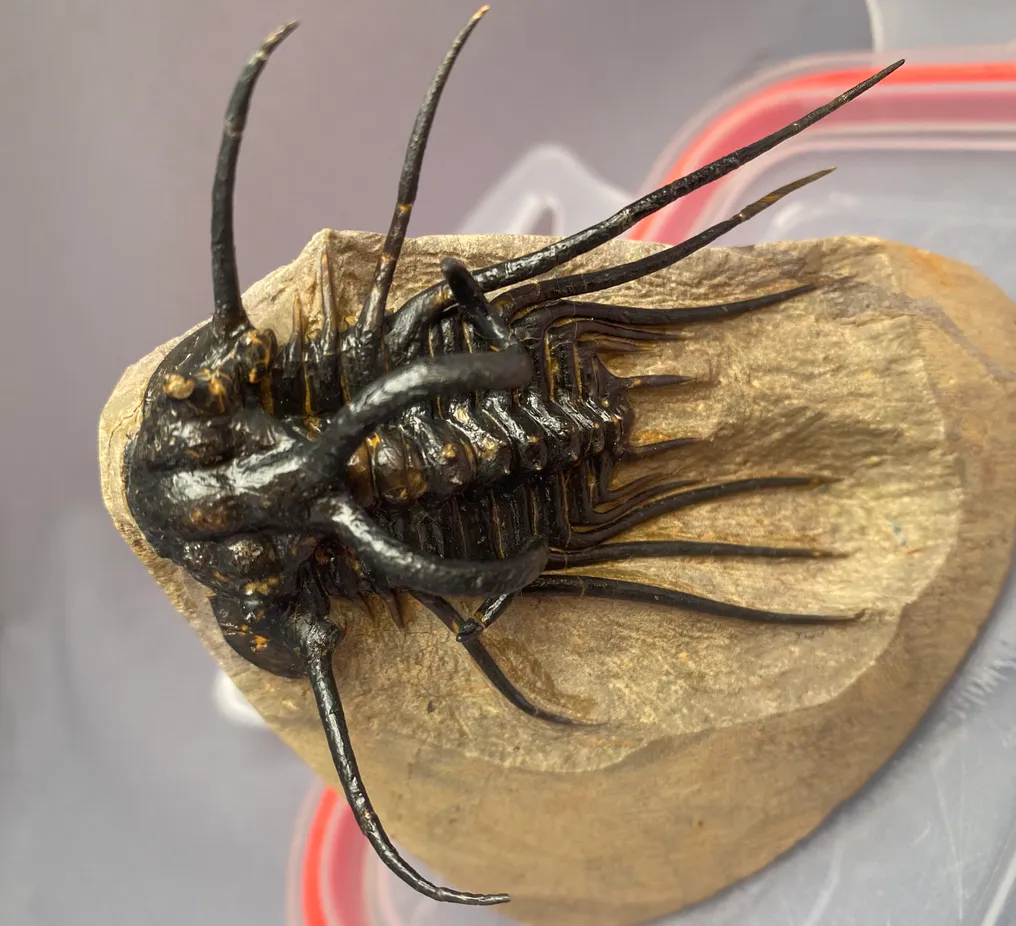 Trilobite - Fossilised animal - Dicranurus Monstrosus - 14 cm - 11 cm #3.2