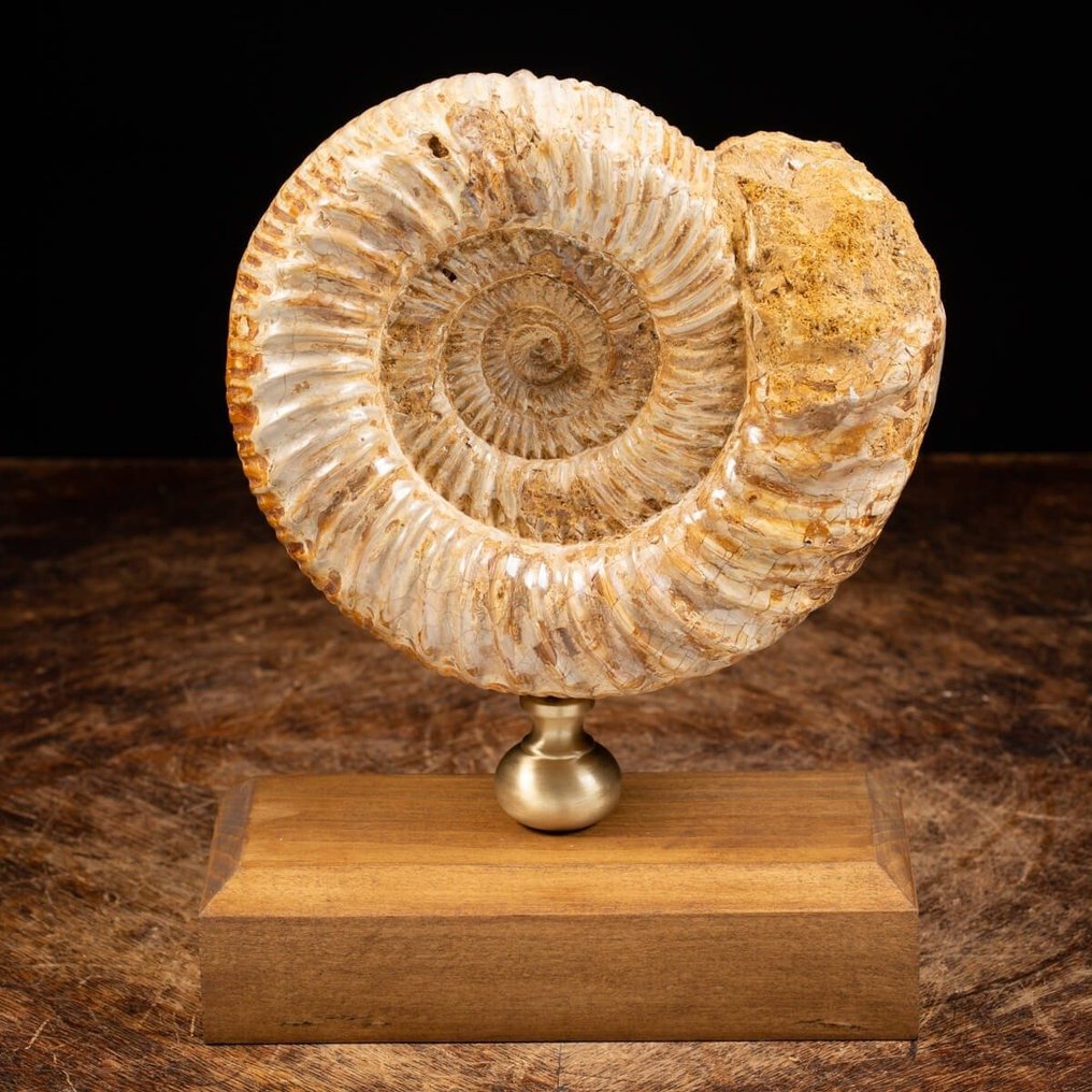 Stor Douvilleiceras ammonitt - Perfekt bevaringsgrad - Fossilt fragment - Elegant Wood and Brass Artistic Base - 260 mm - 190 mm #1.0