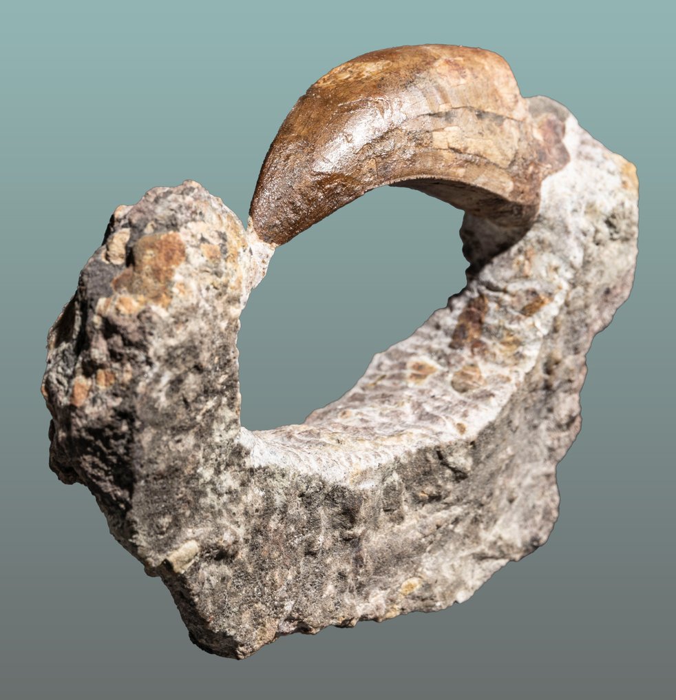 Predatory dinosaur tooth as an eye-catcher - Fossil tooth - Eocacharias dinops - 13 cm - 8.6 cm #1.0