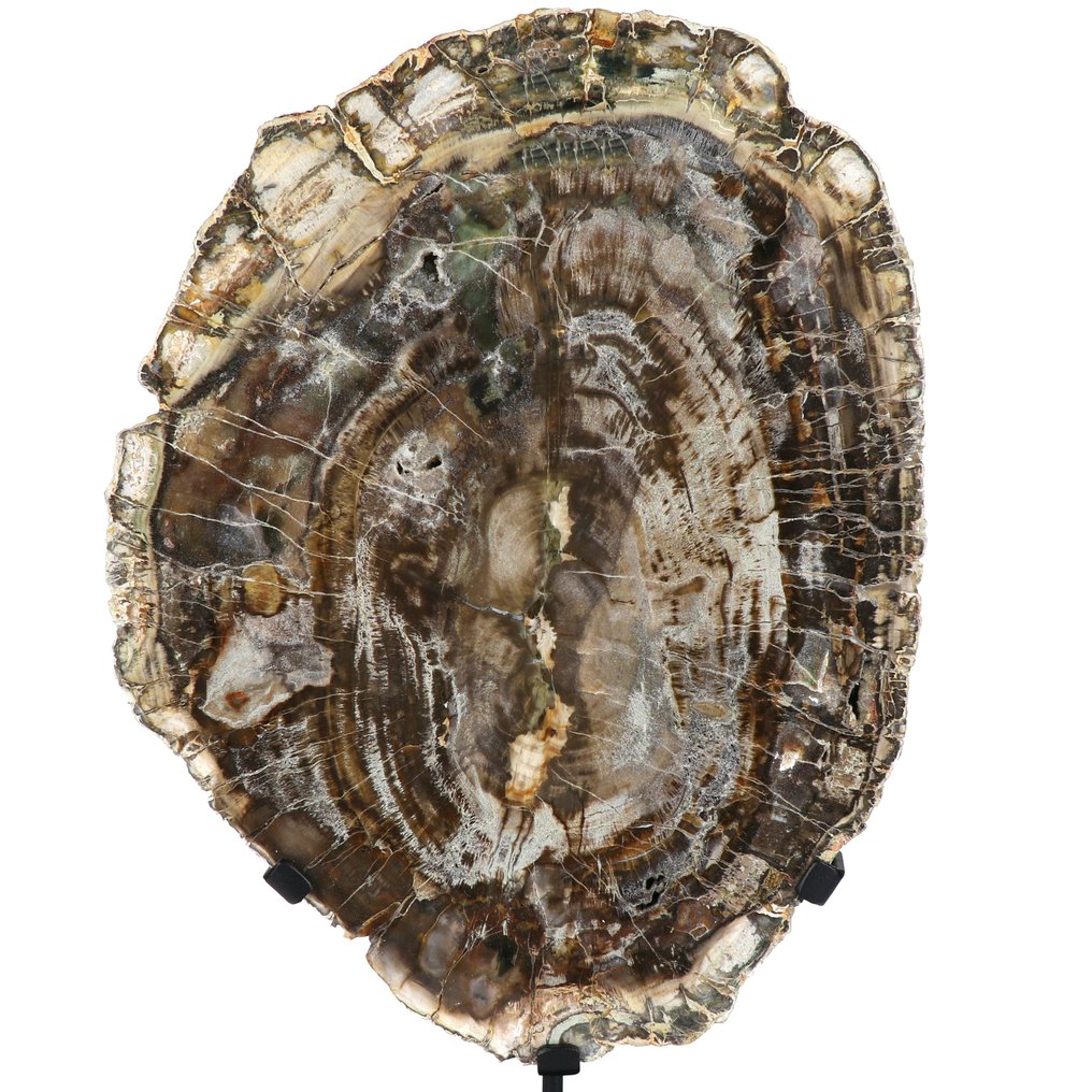 XL 彩虹化石木材 - 48x30x16 厘米 内部件- 9.2 kg #4.3