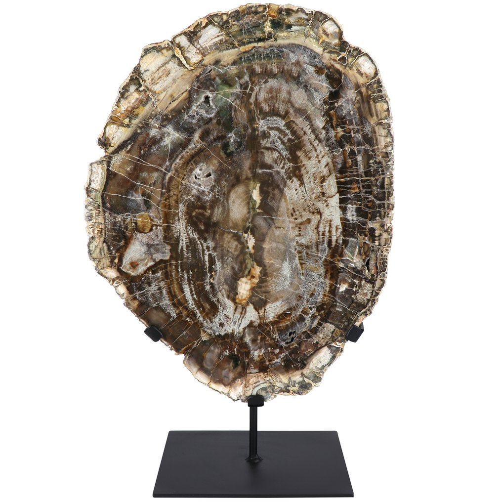 XL 彩虹化石木材 - 48x30x16 厘米 内部件- 9.2 kg #1.0