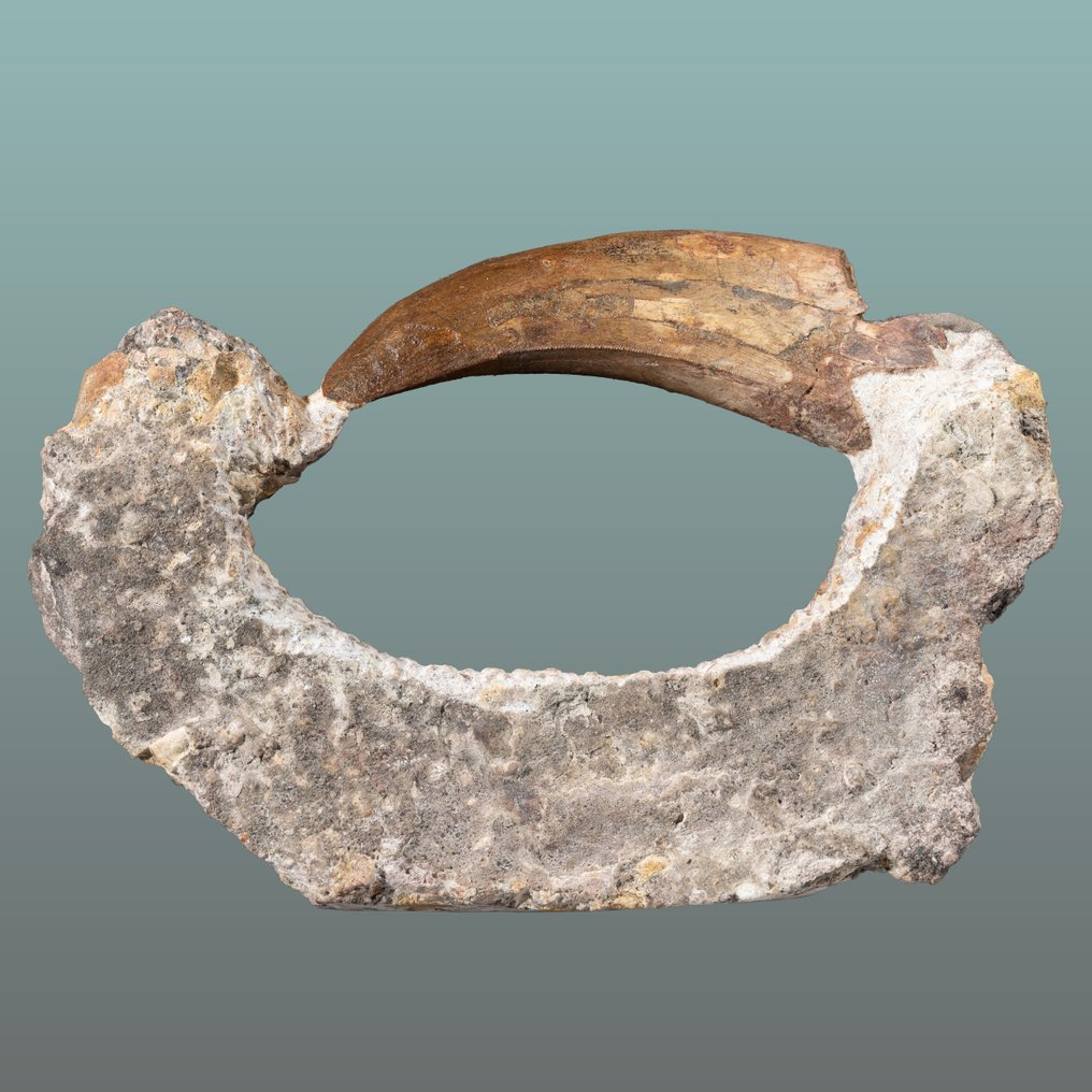 Predatory dinosaur tooth as an eye-catcher - Fossil tooth - Eocacharias dinops - 13 cm - 8.6 cm #2.1