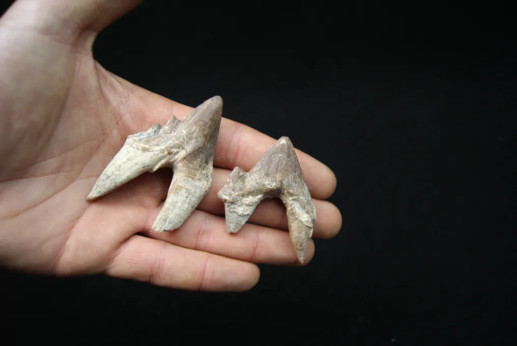 Primitive whale, extraordinary molar of Basilosaurus - Dent fossile - Basilosaurus #3.2