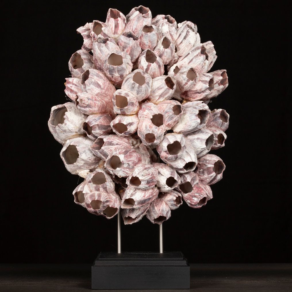 Συσσώρευση θαλάσσιων κυδωνιών Βάση ταρίχευσης ολόκληρου σώματος - Barnacle Cluster on Stand – "Dog Teeth" - 355 mm - 240 mm - 160 mm #1.0