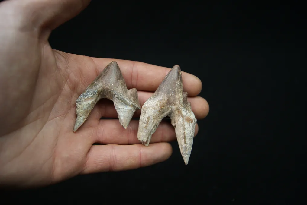 Primitive whale, extraordinary molar of Basilosaurus - Dent fossile - Basilosaurus #1.0