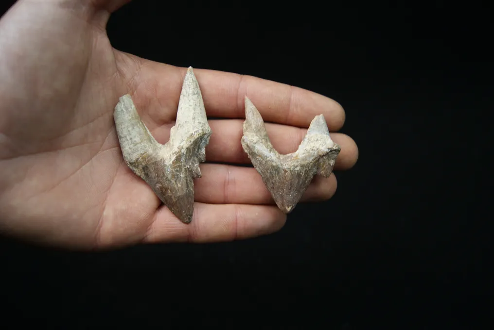 Primitive whale, extraordinary molar of Basilosaurus - Dent fossile - Basilosaurus #2.1