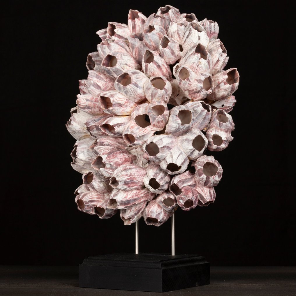 Συσσώρευση θαλάσσιων κυδωνιών Βάση ταρίχευσης ολόκληρου σώματος - Barnacle Cluster on Stand – "Dog Teeth" - 355 mm - 240 mm - 160 mm #3.2