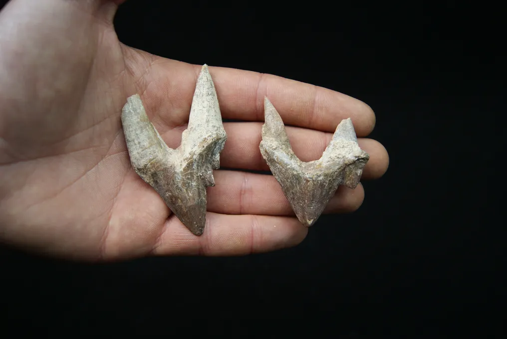 Primitive whale, extraordinary molar of Basilosaurus - Dent fossile - Basilosaurus #4.3
