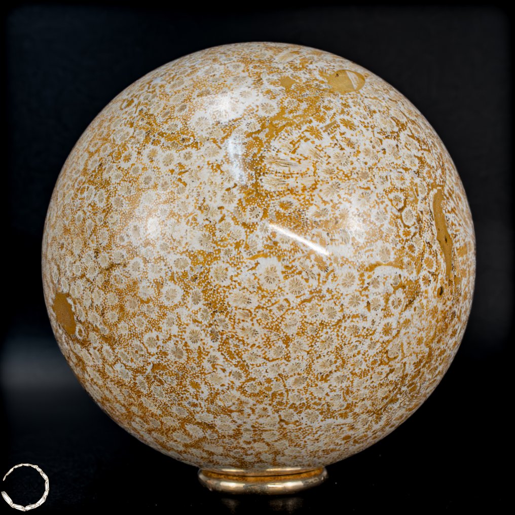 极其罕见的天然化石珊瑚 球体,澳大利亚- 973.73 g #1.0