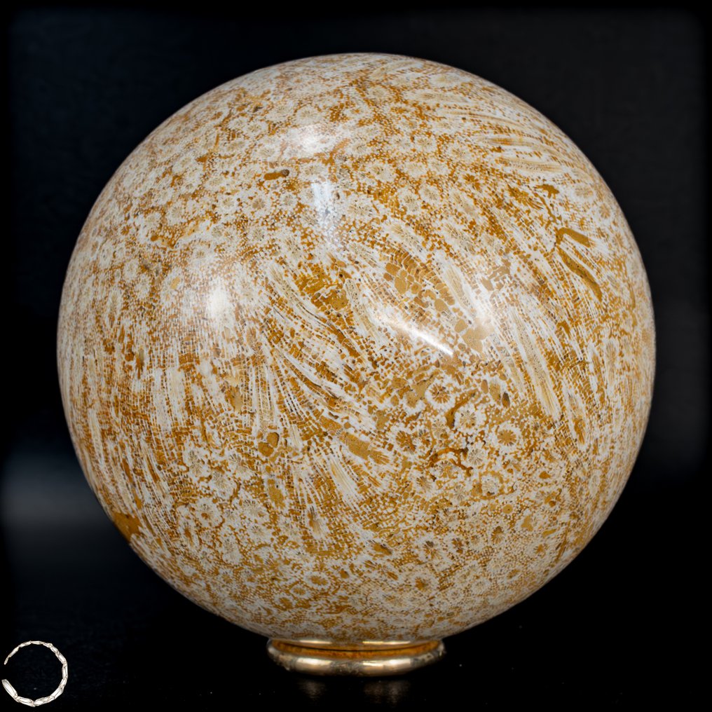 极其罕见的天然化石珊瑚 球体,澳大利亚- 973.73 g #3.2