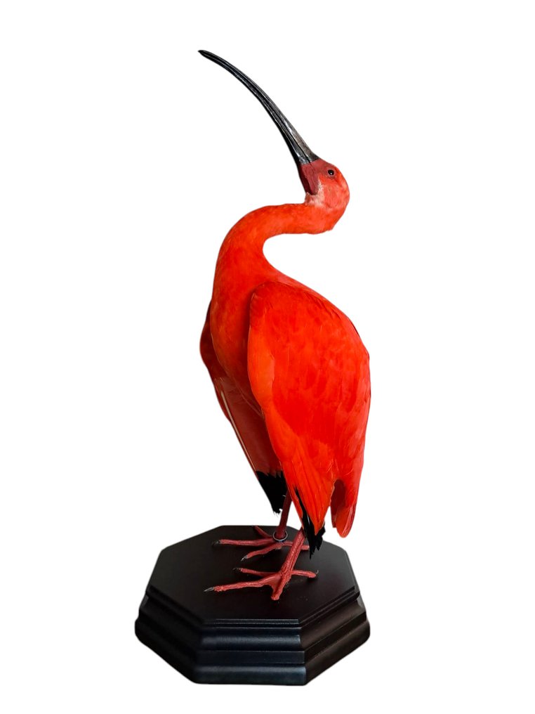 朱鹭 动物标本剥制全身支架 - eudocimus ruber - with closed footring - 51 cm - 22 cm - 24 cm - CITES附录II - 欧盟附件B - 1 #3.2