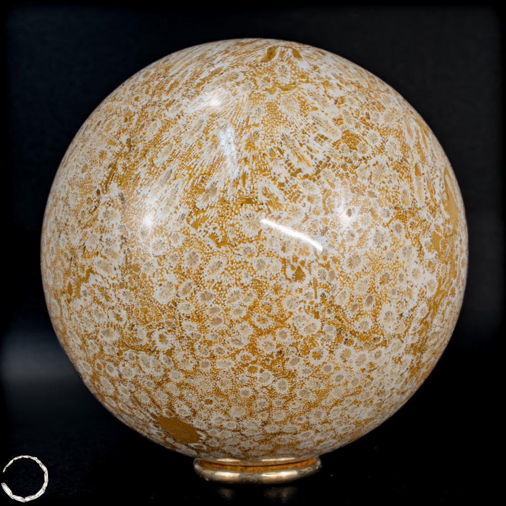 极其罕见的天然化石珊瑚 球体,澳大利亚- 973.73 g #1.0