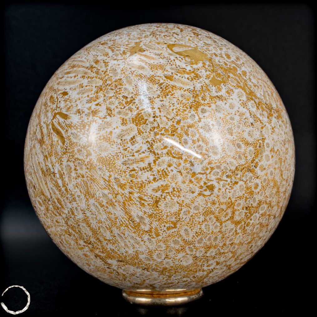 极其罕见的天然化石珊瑚 球体,澳大利亚- 973.73 g #4.3