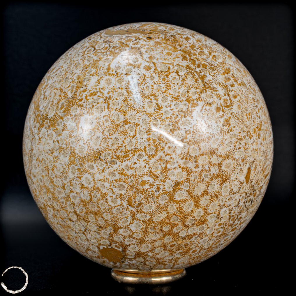 极其罕见的天然化石珊瑚 球体,澳大利亚- 973.73 g #2.1