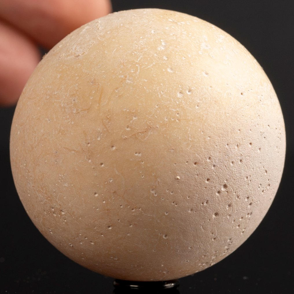 Αυγό χελώνας που έχει εξαφανιστεί - Πολιθωμένο κέλυφος - Απολιθωμένο αυγό - Aldabrachelys Abrupta - 57 mm - 57 mm #1.0