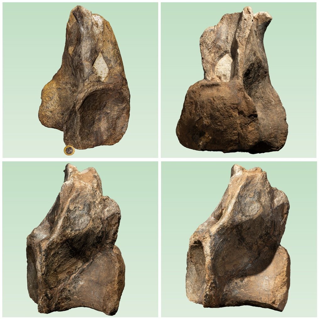 Veri vertebrati di dinosauro - ritrovamento raro - Osso fossile - Atlasaurus imelakei - 32 cm - 20 cm #1.0