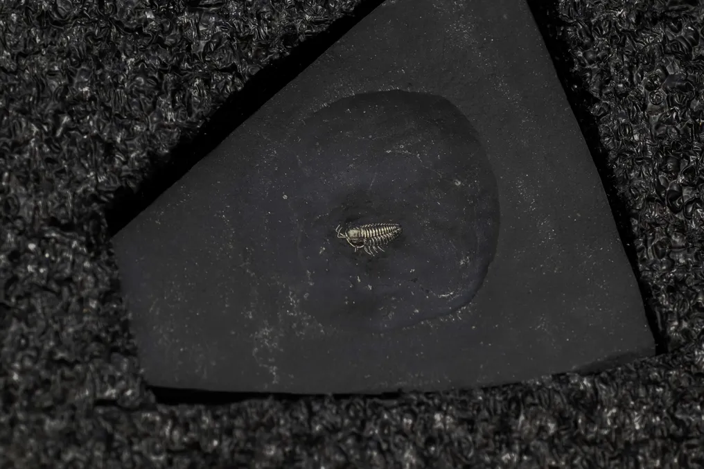 Trilobit - Tierfossil - Triarthrus #3.2