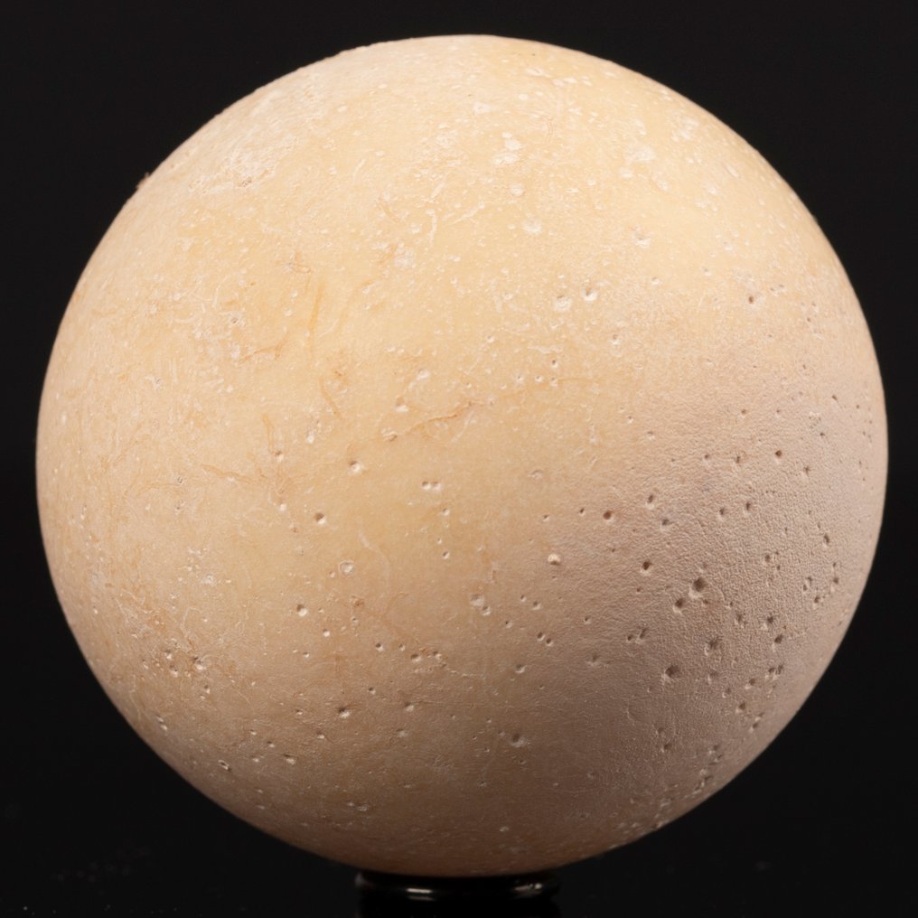 Αυγό χελώνας που έχει εξαφανιστεί - Πολιθωμένο κέλυφος - Απολιθωμένο αυγό - Aldabrachelys Abrupta - 57 mm - 57 mm #3.2