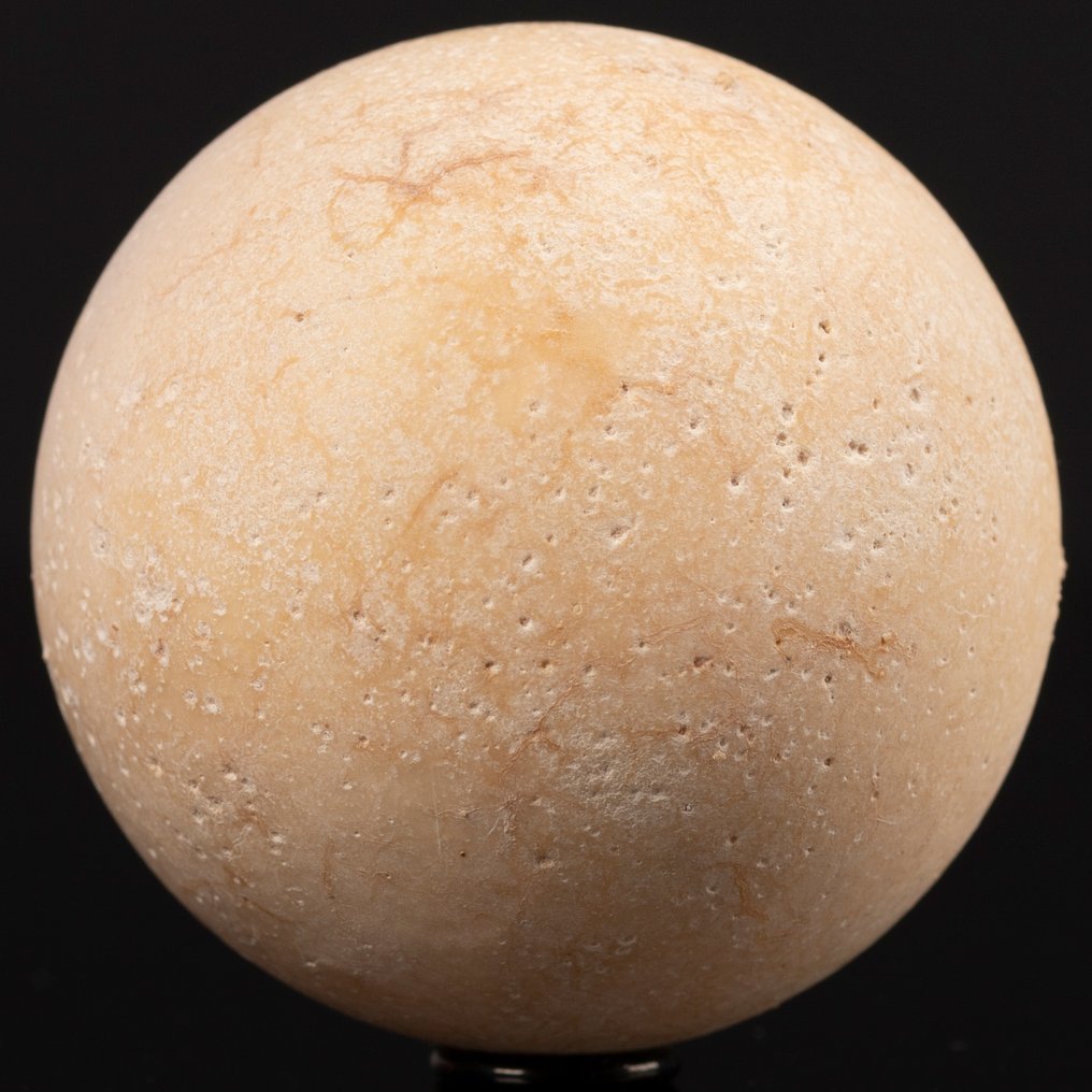 Αυγό χελώνας που έχει εξαφανιστεί - Πολιθωμένο κέλυφος - Απολιθωμένο αυγό - Aldabrachelys Abrupta - 57 mm - 57 mm #1.0