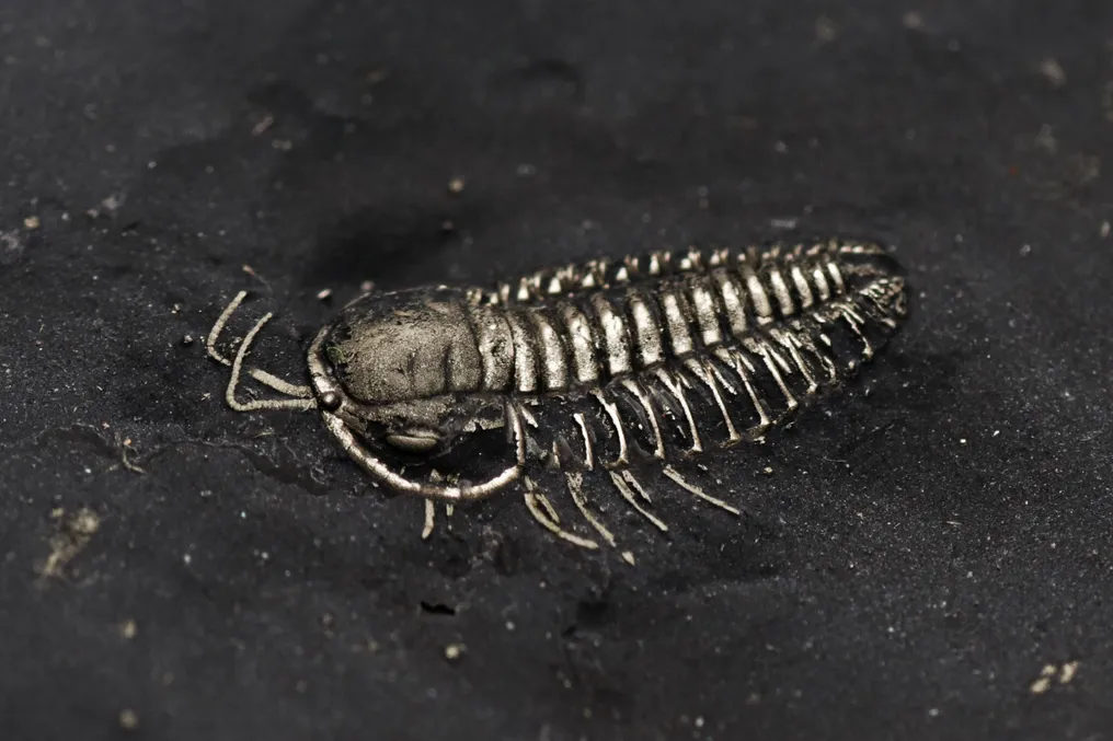 Trilobit - Tierfossil - Triarthrus #1.0