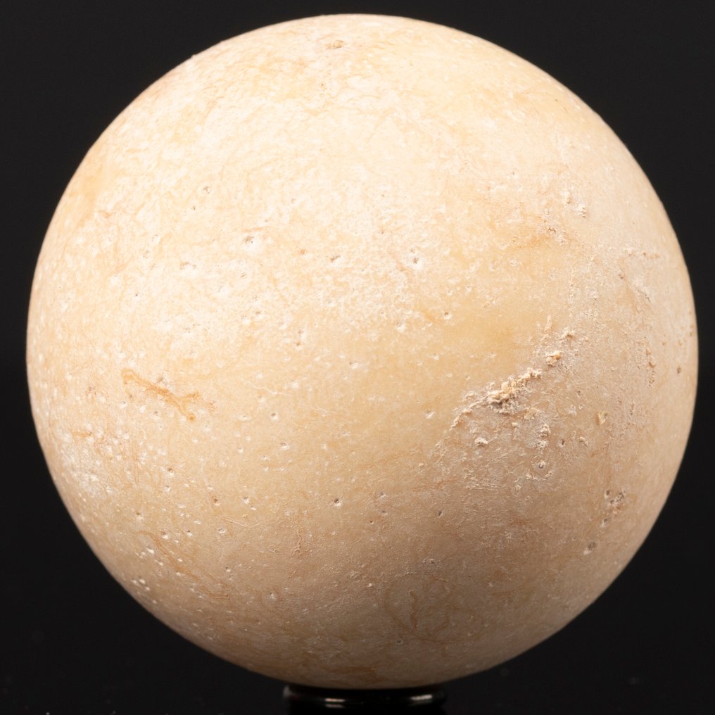 Αυγό χελώνας που έχει εξαφανιστεί - Πολιθωμένο κέλυφος - Απολιθωμένο αυγό - Aldabrachelys Abrupta - 57 mm - 57 mm #4.3