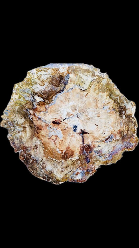 Ορυκτό ξύλο - Απολιθωμένο ξύλο - 450 cm - 400 cm #1.0